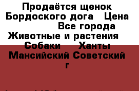 Продаётся щенок Бордоского дога › Цена ­ 37 000 - Все города Животные и растения » Собаки   . Ханты-Мансийский,Советский г.